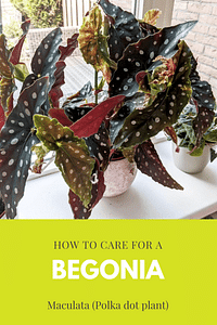 How to care for a Begonia Maculata (Polka dot plant)