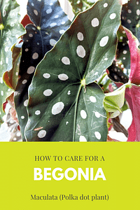How to care for a Begonia Maculata (Polka dot plant)