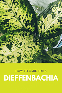 How to care for a Dieffenbachia
