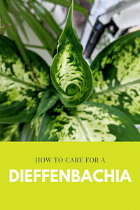 How to care for a Dieffenbachia