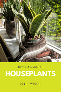 How to care for houseplants in the winter