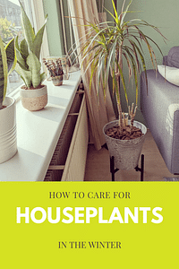 How to care for houseplants in the winter