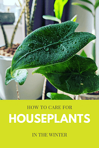 How to care for houseplants in the winter