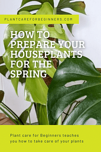 How to prepare your houseplants for the Spring