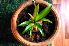 Does using a pot that's too large harm your plants?