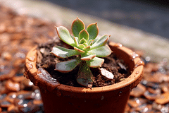 Overwatered vs Underwatered Succulent: How to tell the difference