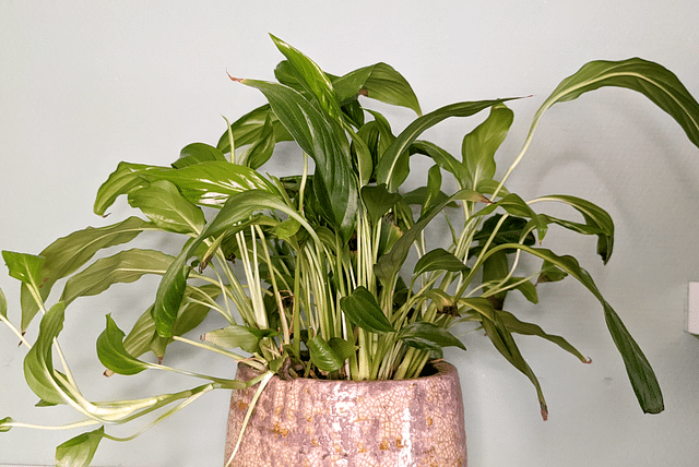 Peace Lily in shade