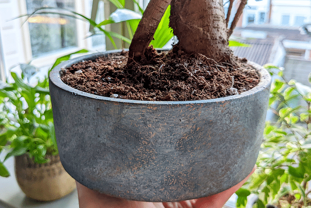 pot-for-ficus-ginseng.png