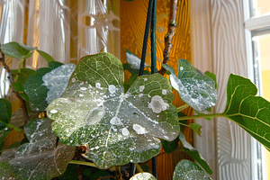What is powdery mildew on plants?