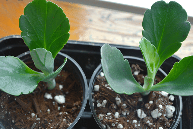 Propagating a kalanchoe