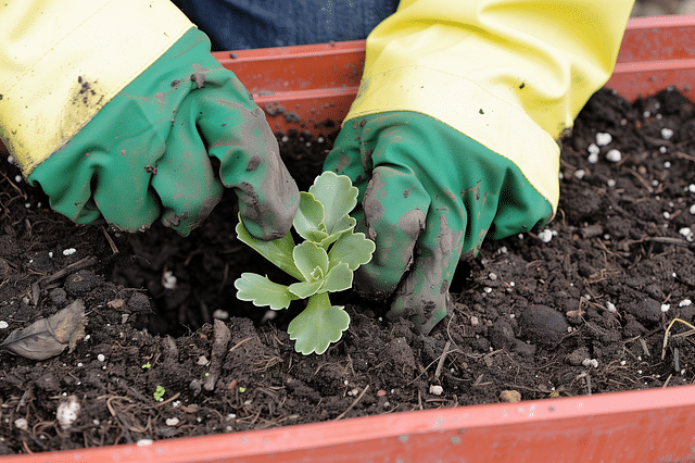 Repotting a kalancoe