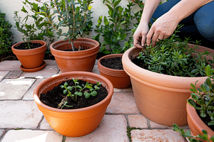 Can You Reuse Soil Between Houseplants?