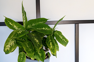 The 6 most common reasons your houseplant isn't growing
