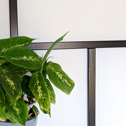 Dieffenbachia