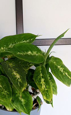 The 6 most common reasons your houseplant isn't growing
