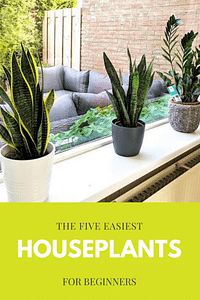 The five easiest houseplants for beginners