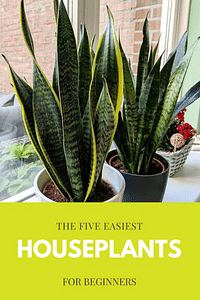 The five easiest houseplants for beginners
