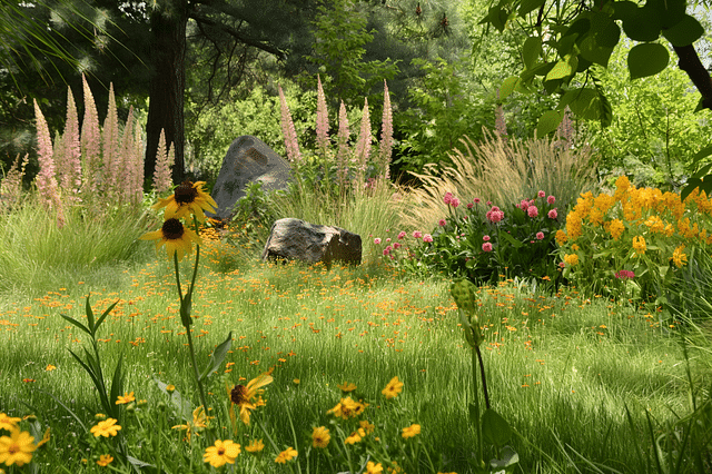 Wildflowers in a summer garden